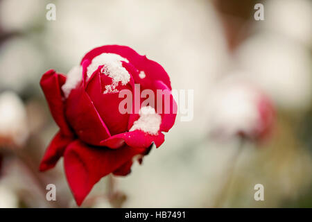 Red rose in snow closeup. Selective focus. Stock Photo