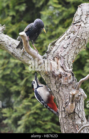 Great Spotted Woodpecker and Common Starling Stock Photo