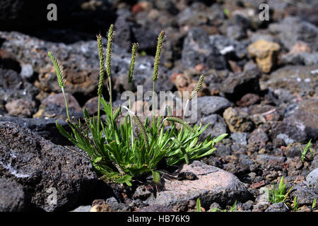 Buck's-horn plantain, Platago coronopus Stock Photo