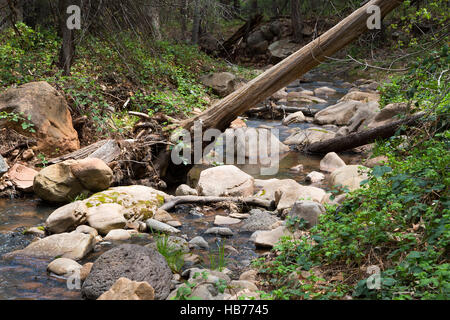A small creek in a lush forest and vegetation along the Highline Trail below the Mogollon Rim. Coconino National Forest, Arizona Stock Photo