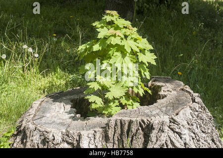 Sprouted sapling in oak log Stock Photo