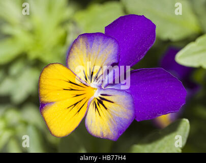 Horned pansy Viola cornuta Stock Photo