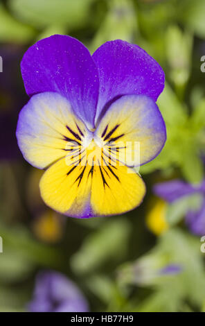 Horned pansy Viola cornuta Stock Photo