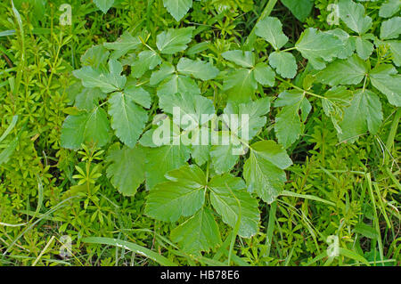 This is Aegopodium podagraria, the Ground elder or Goutweed, from the family Apiaceae Stock Photo