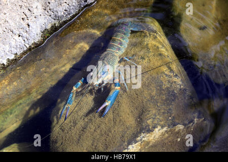 Cherax quadricarinatus, Redclaw Stock Photo