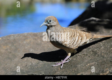 Geopelia striata, Barred Ground Dove Stock Photo