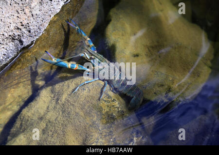 Cherax quadricarinatus, Redclaw Stock Photo