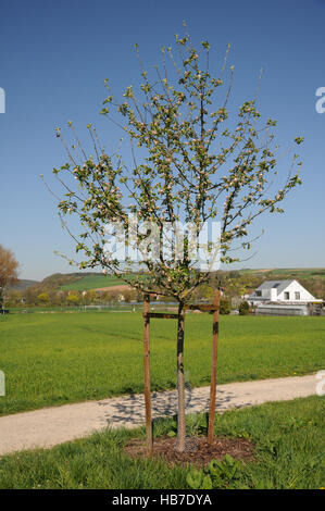 Malus domestica, Apple, staking, bark protect Stock Photo