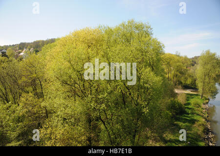 Salix alba, Silver willow, riparian forest Stock Photo