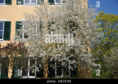Prunus cerasus, Sour cherry Stock Photo