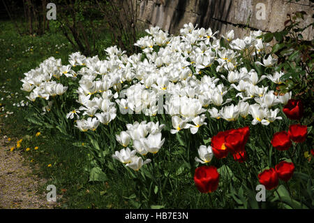 Tulipa White Triumphator, Lily flowered Tulip Stock Photo