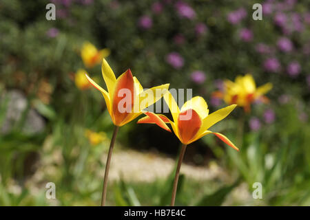 Tulipa sylvestris, Woodland tulip Stock Photo