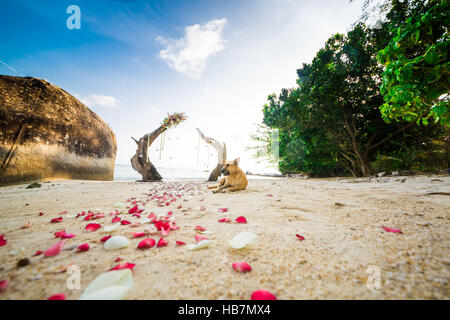 wedding arch and set up on beach dog laying on the sand Stock Photo
