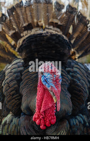 Turkey out in a winter barnyard. Stock Photo