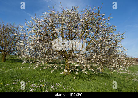 Flowering cherry trees Stock Photo