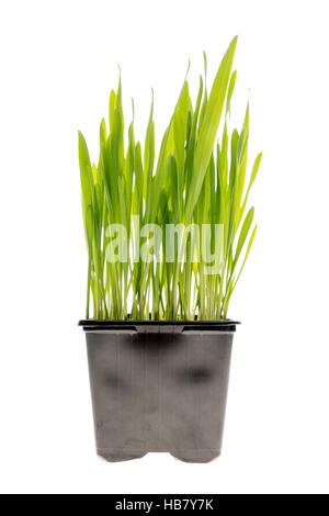 Wheat grass isolated Stock Photo