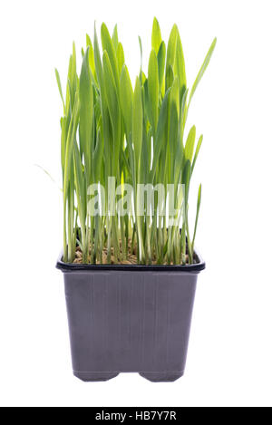 Wheat grass isolated Stock Photo