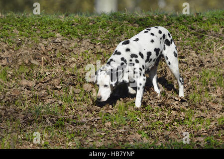 Dalmatian Stock Photo