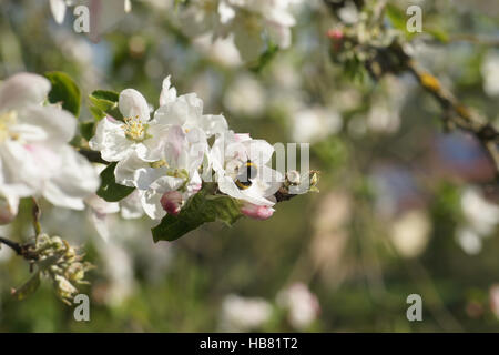 Malus domestica, Apple, with bumble bee Stock Photo