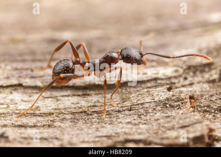 A Spine-waisted Ant (Aphaenogaster picea) worker explores the surface of a fallen dead tree. Stock Photo