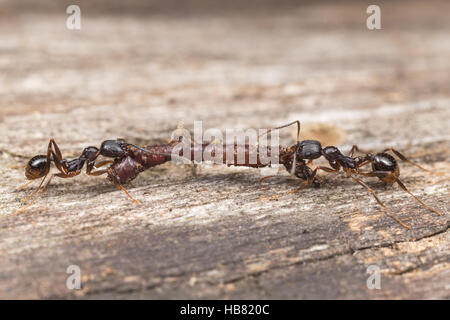 Two Spine-waisted Ant (Aphaenogaster picea) workers carry scavenged food, an earthworm, back to their nest. Stock Photo