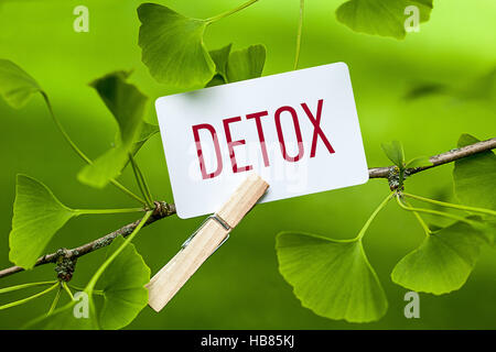 The Word „Detox“ in a Ginkgo Tree Stock Photo