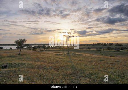 Stork's (Ciconia ciconia) nest at sunset, Dehesa de Abajo. Andalucia, Spain Stock Photo