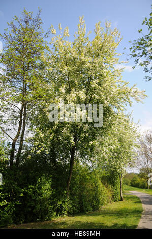 Prunus padus, Bird cherry Stock Photo