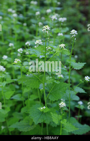 Hedge Garlic, Alliaria petiolata