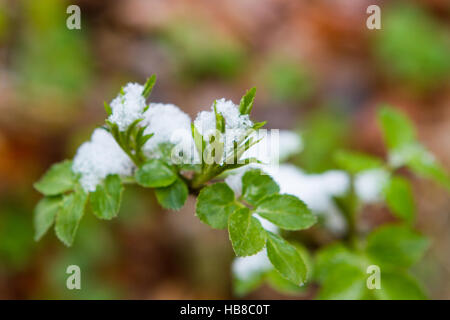 Snow  lying on the leaves Stock Photo