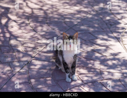 Tabby cat sitting on the ground in the shade, with dappled shadows. Stock Photo