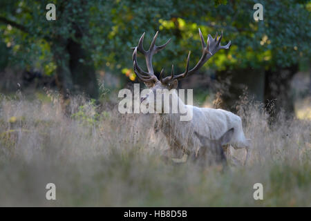 Red deer (Cervus elaphus), rutting stag in tall grass, white morph, Zealand, Denmark Stock Photo