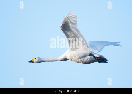 Bewick's swan (Cygnus bewickii), in flight, Emsland, Lower Saxony, Germany Stock Photo