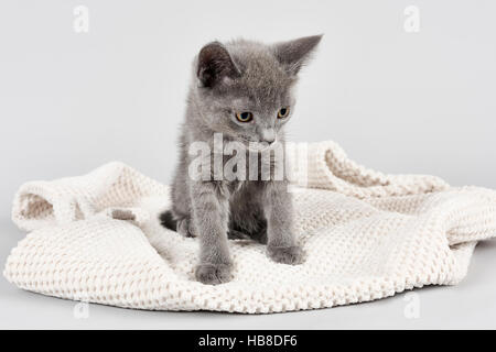 Russian Blue cat, eight week old kitten, on blanket Stock Photo