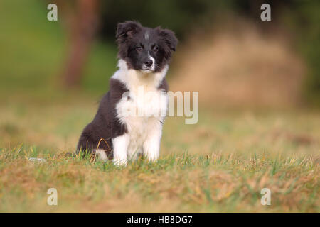 Border Collie (Canis lupus familiaris), puppy sitting in meadow, Nordrhein Westfalen, Germany Stock Photo