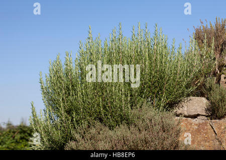 Rosemary bush (Rosmarinus officinalis) in rocks, North Rhine-Westphalia, Germany Stock Photo