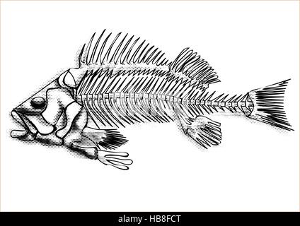 black fish skeleton isolated on the white background Stock Vector