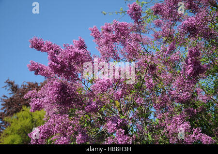 Syringa x chinensis, Chinese lilac Stock Photo