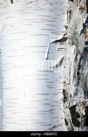 Close-up of birch tree bark texture Stock Photo