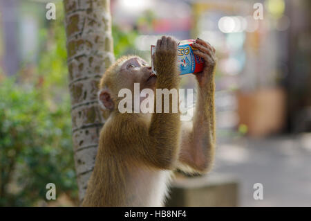 lonely male long-tail mountain monkey drinking juice from a package, close up. macaca in Thailand Stock Photo