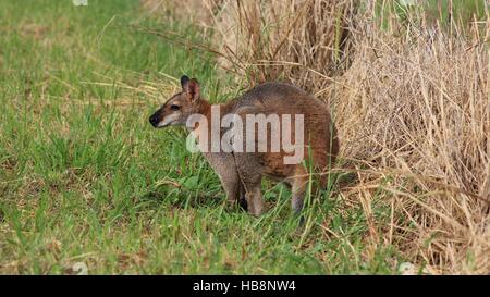 Small kangaroo grazing on a meadow Stock Photo
