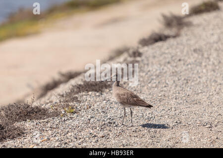 Long billed Dowitcher shorebird Stock Photo