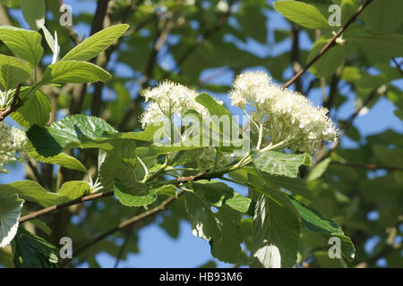 Sorbus aria, Whitebeam Stock Photo