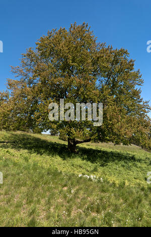 On the Altmuehltal Panorama Trail in Germany Stock Photo