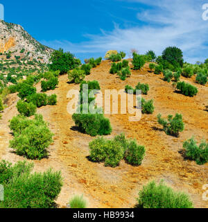 Olive Grove in Spain Stock Photo