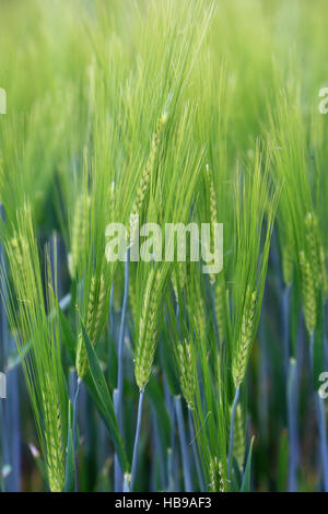 Barley, hordeum Stock Photo