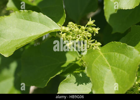 Celastrus orbiculatus, Staff vine Stock Photo