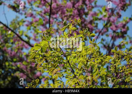 Acer griseum, Paperbark maple Stock Photo