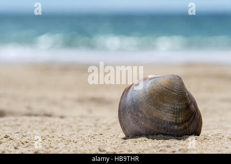 A shell in the sunshine on the sandy beach Stock Photo