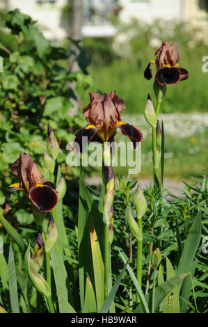 Iris germanica, Bearded iris Stock Photo